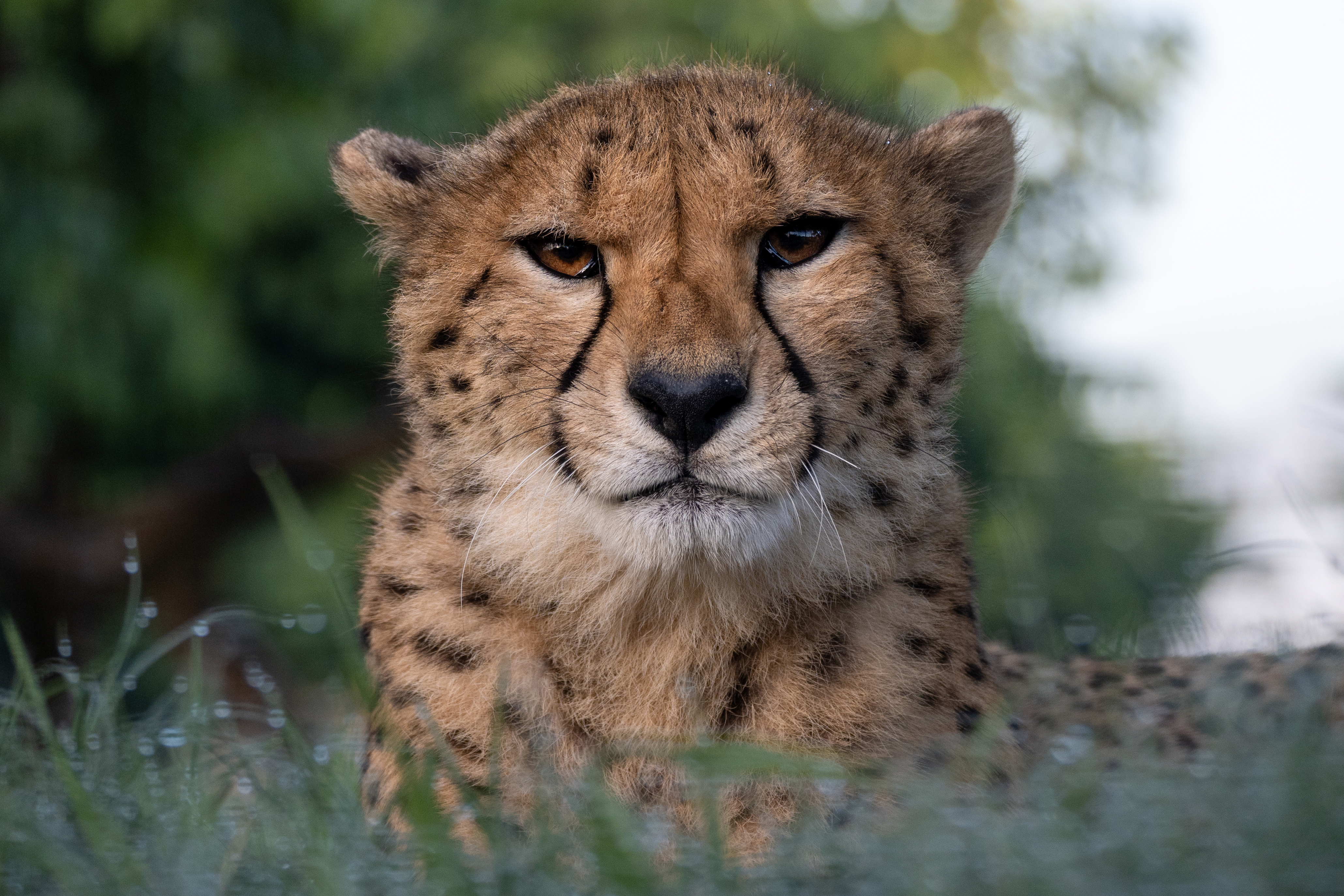 Cheetah_2