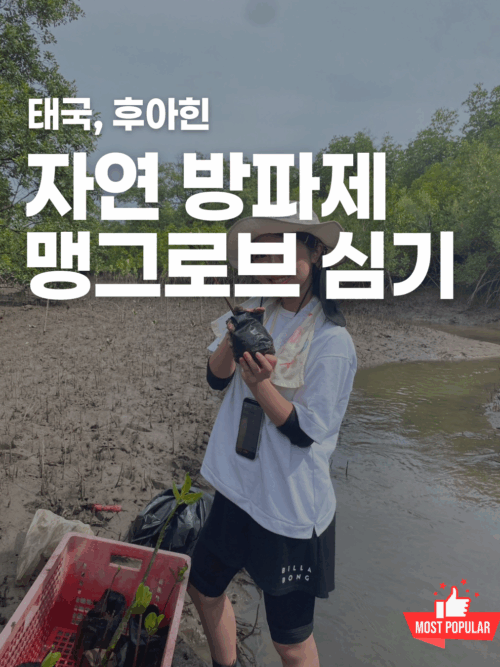 [후아힌] 맹그로브 숲 복원