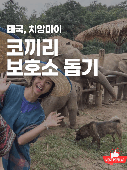 [치앙마이] 코끼리 돌보기