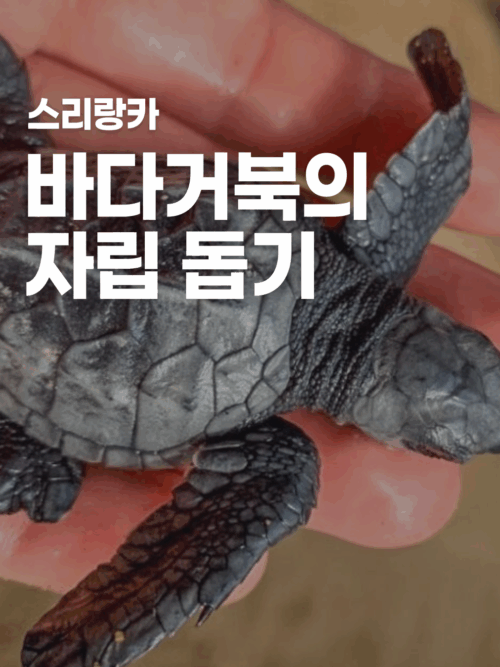 [스리랑카] 멸종위기종 바다거북 가족 자립 돕기