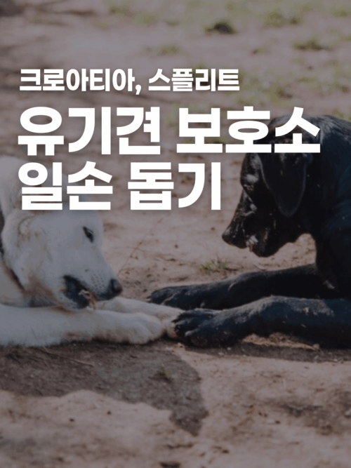 [크로아티아] 강아지 아이디북 제작