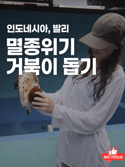 [발리] 멸종위기 바다거북 보호