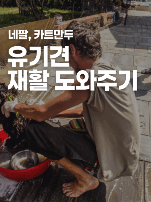 [네팔] 유기견 재활 돕기