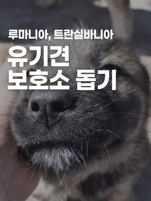 [루마니아] 유기견 보호소에서 강아지 돌보기