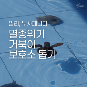 [발리] 멸종위기 바다거북 보호