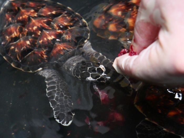Turtle Conservation - Nusa Penida (63)