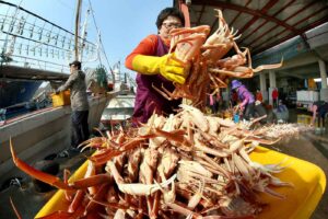 yeongdeok-crab-festival.jpg