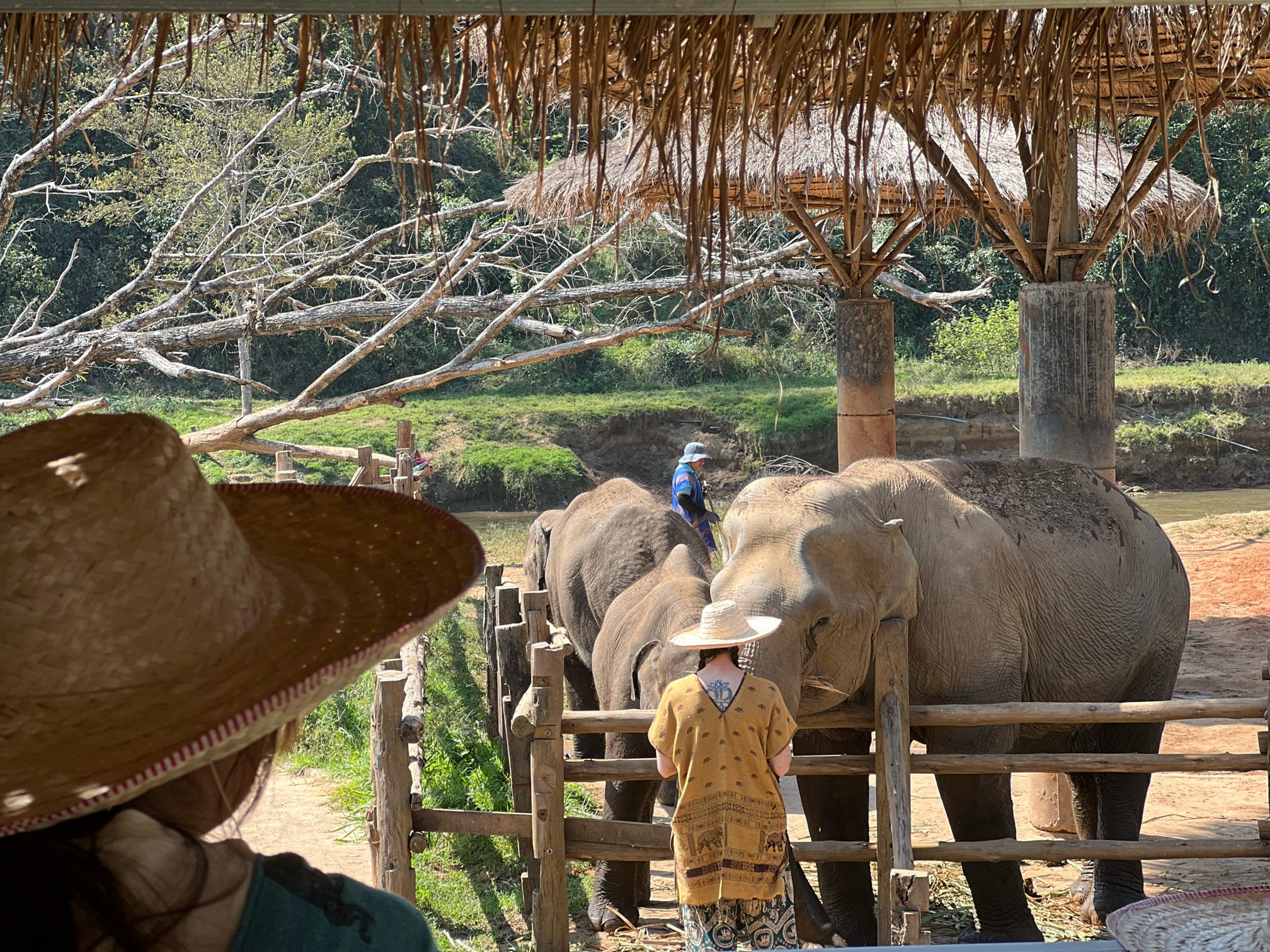 03-2026- Chiang Mai Elephant Experience (1686)