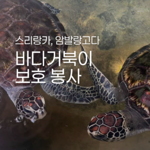 [스리랑카] 바다거북 보호 봉사