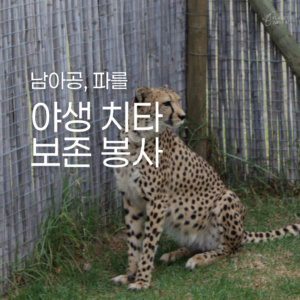 [남아공] 야생 치타 보호 봉사