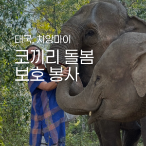 [치앙마이] 코끼리 보호소 지원 봉사