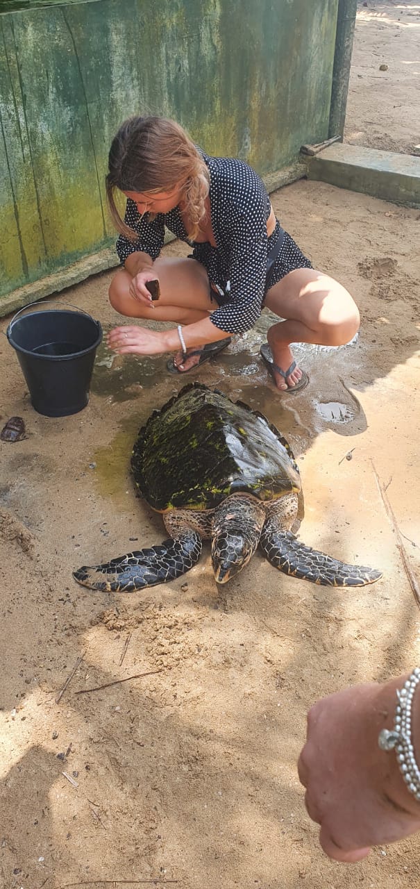 Ambangloda Turtle Conservation (15)