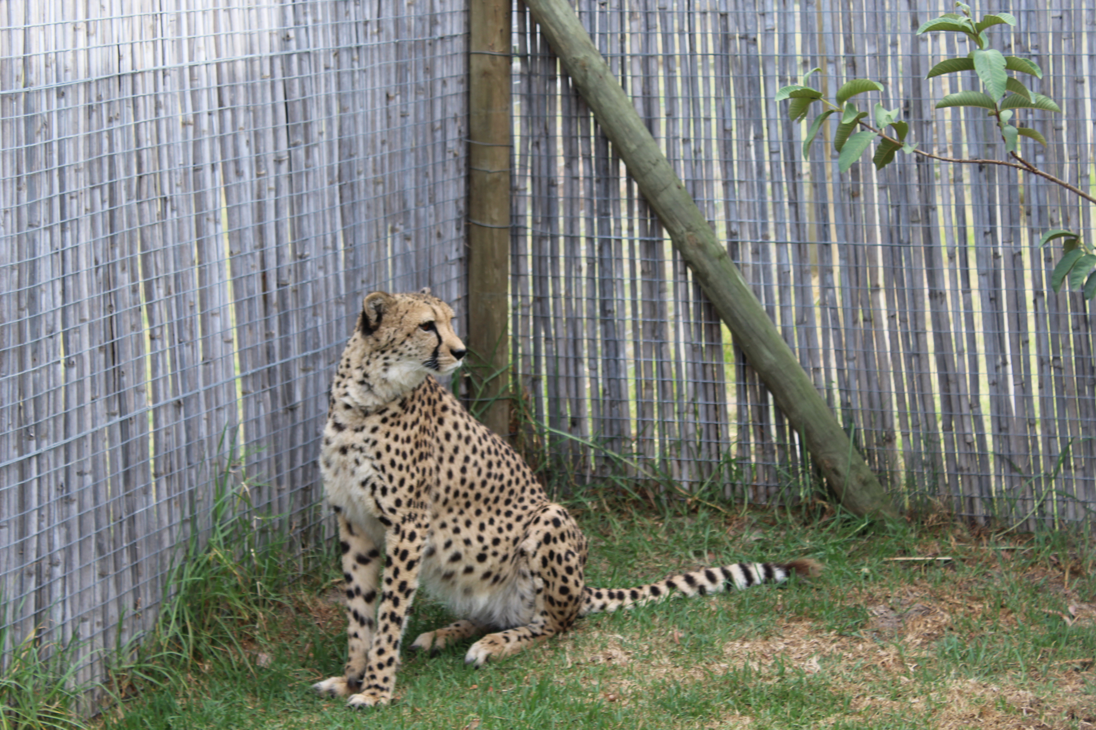 Cheetah relax-4