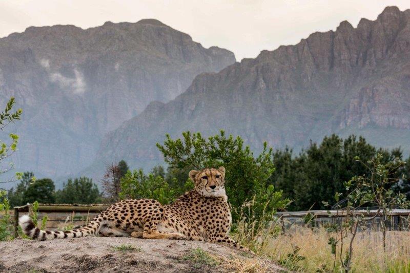 Cheetah