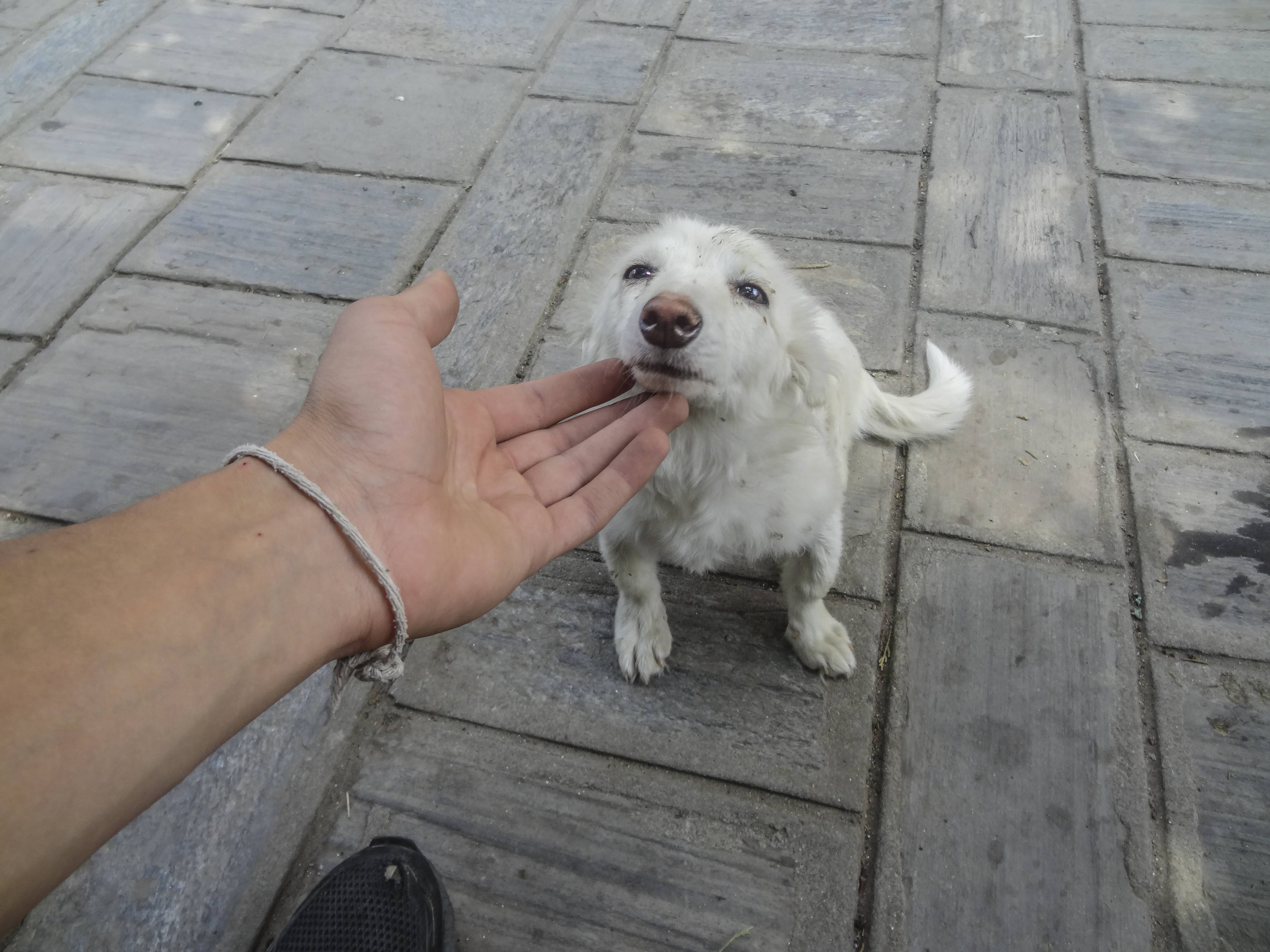Dog project NP-18