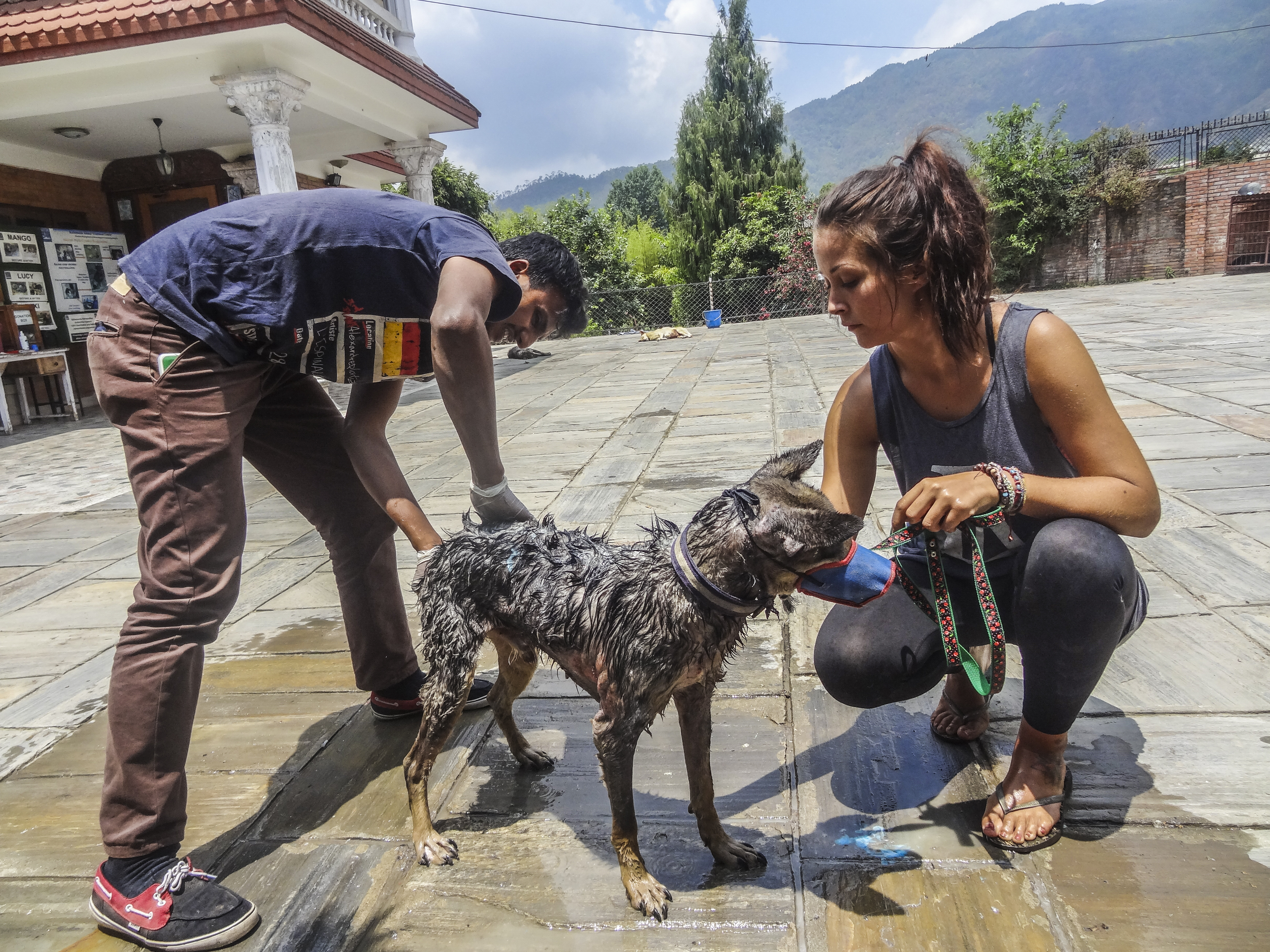 _Dog project NP-22