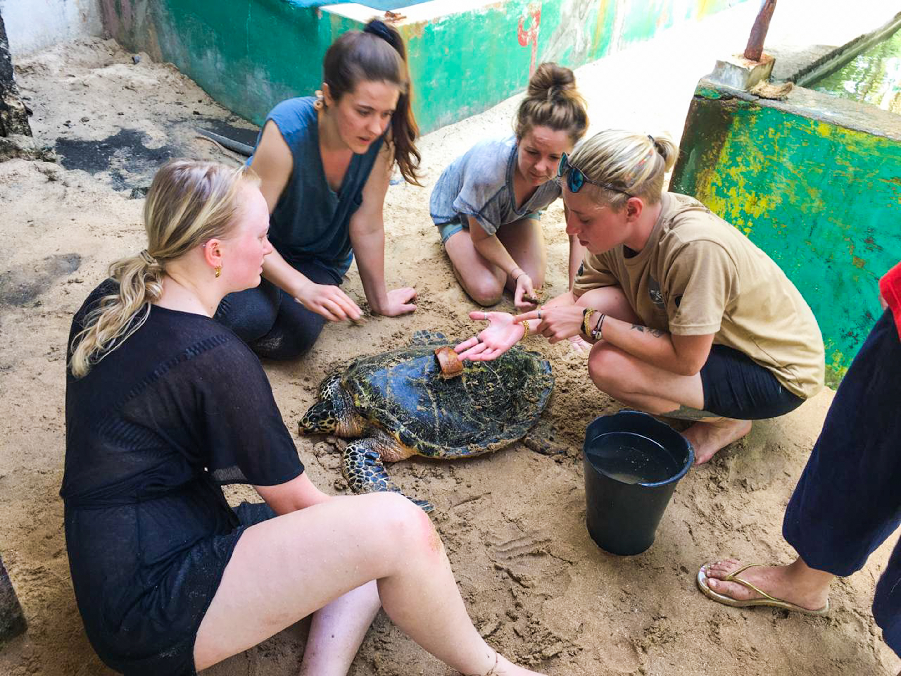 Sea turtle in Sri Lanka-8