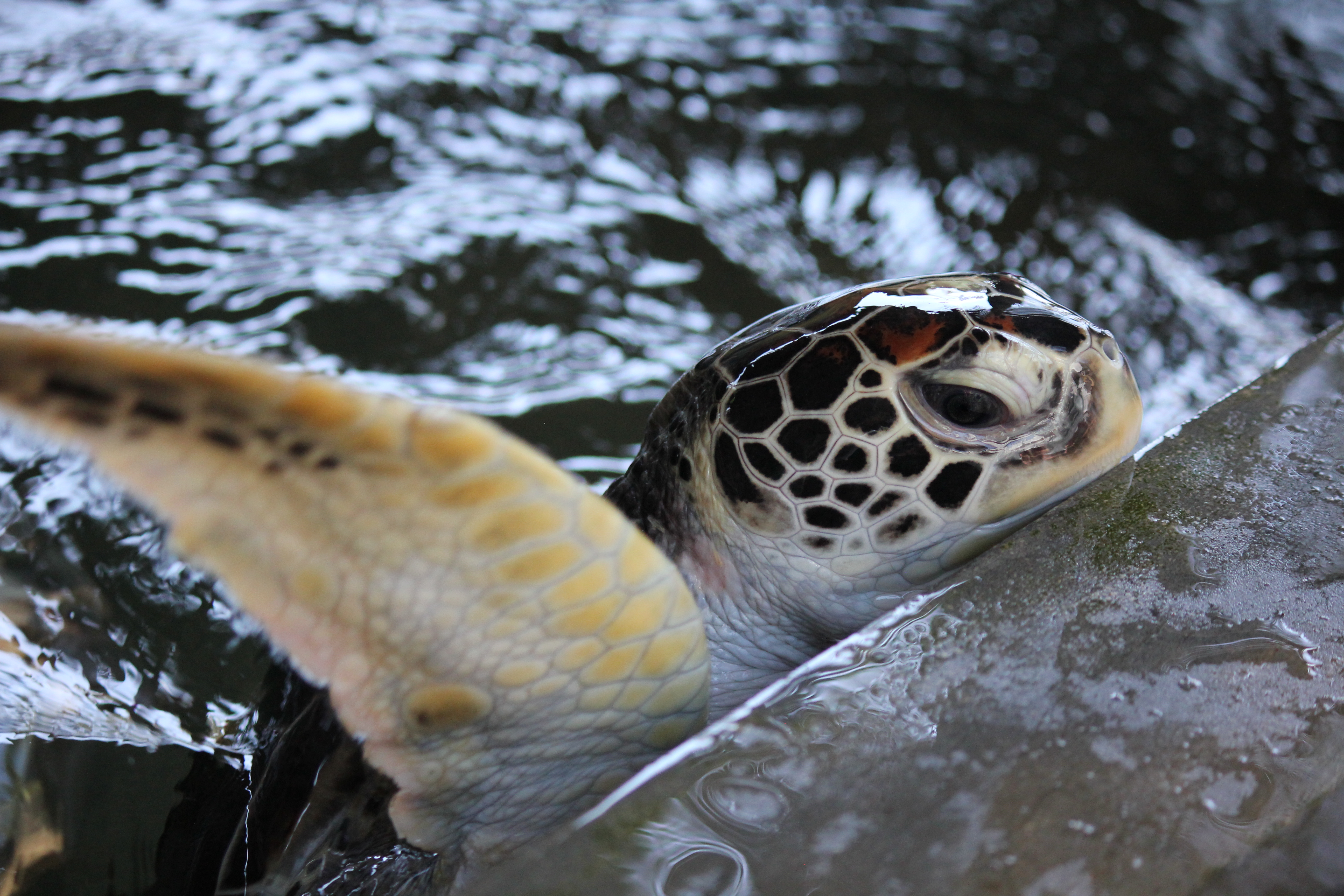 Turtle