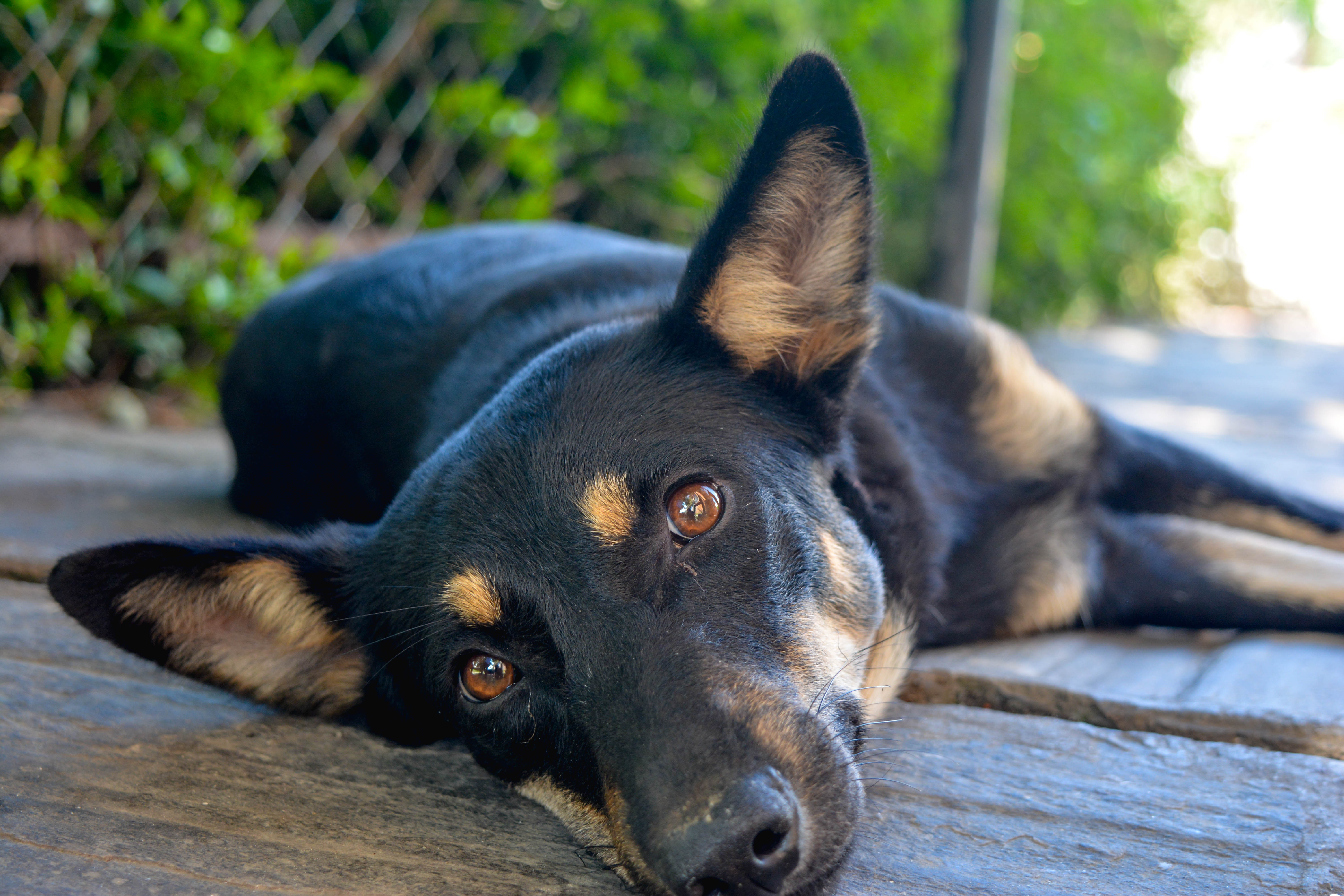 lovely dog