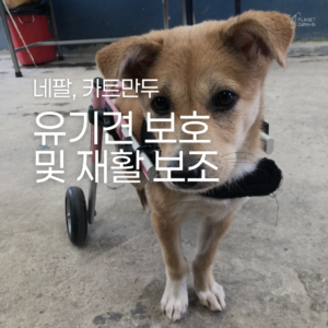 [네팔] 유기견 보호 및 재활 보조