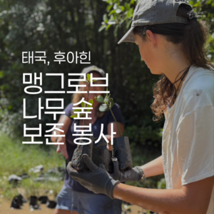 [후아힌] 맹그로브 나무 숲 복원