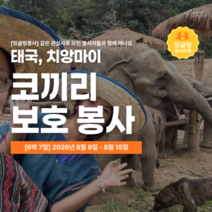 [밍글링봉사여행] 2026년 여름 코끼리 보호봉사단