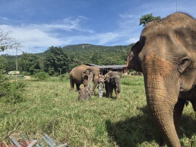 11-2025_Chiang Mai Elephant Experience (3)