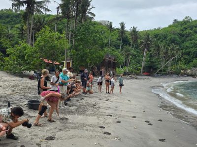 11-2025_Nusa Penida - Turtle Conservation (7)