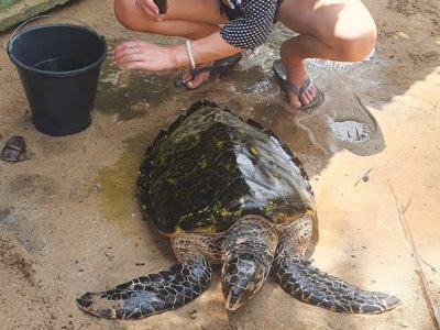 Ambangloda Turtle Conservation (15)