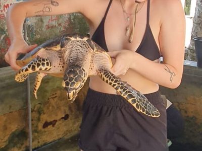 Ambangloda Turtle Conservation (8)