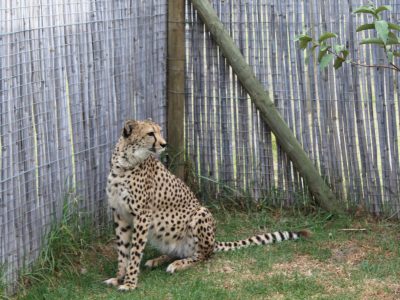 Cheetah relax-4