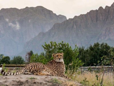 Cheetah
