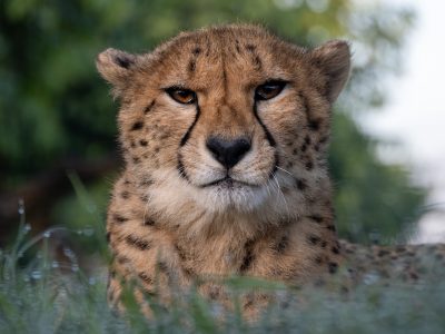 Cheetah_2