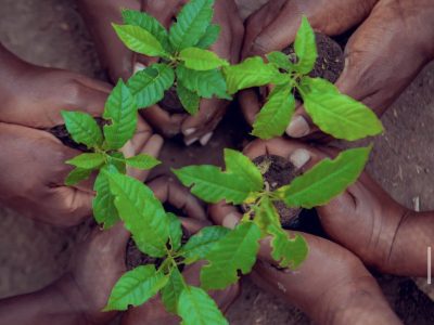 Group showing tree seedling