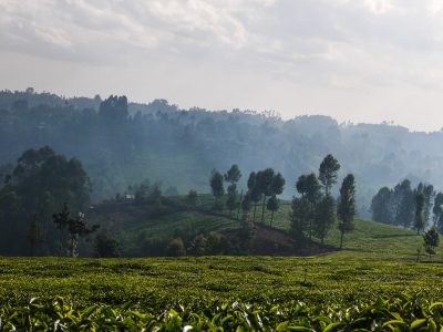 Landscape