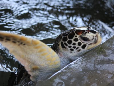 Turtle
