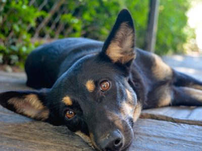 lovely dog